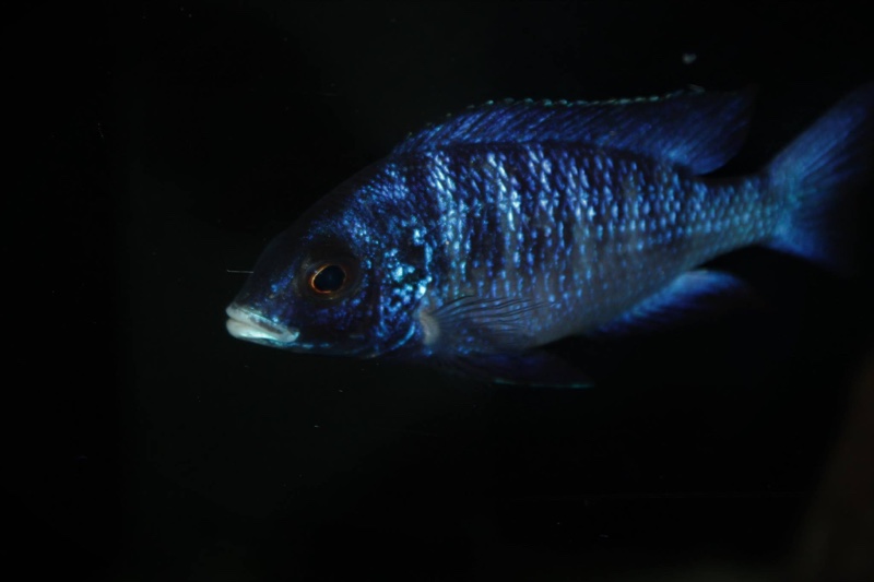 Placidochromis phenochilus 'Mdoka Reef'